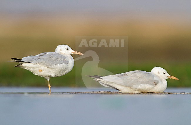 Slender-billed Gull - Dünnschnabelmöwe - Larus genei, Oman, 1st Winter stock-image by Agami/Ralph Martin,