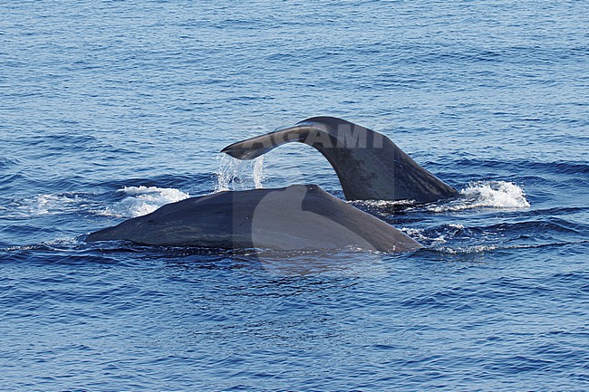 Sperm whale (Physeter macrocephalus) taken the 25/08/2022 at Toulon - Franc.e. stock-image by Agami/Nicolas Bastide,