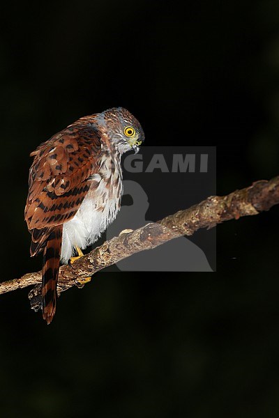 Goshawk Sulawesi (Accipiter griseiceps) roosting at night in rainforest of Tangkoko, Sulawesi. stock-image by Agami/James Eaton,