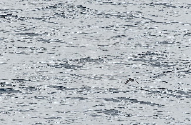 Magellanic Diving Petrel (Pelecanoides magellani) off the Falkland Islands. stock-image by Agami/Pete Morris,