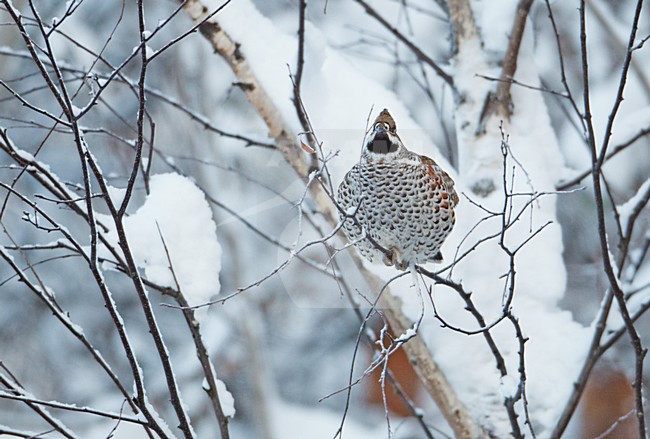 Mannetje Hazelhoen foeragerend in besneeuwde struiken; Male Hazel Grouse feeding in snow covered trees stock-image by Agami/Markus Varesvuo,