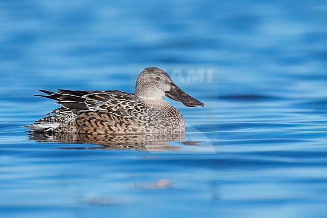 Adult female
Colusa Co., CA
January 2023 stock-image by Agami/Brian E Small,
