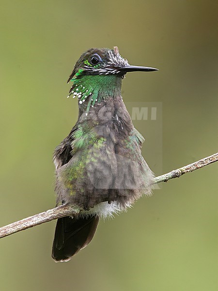 A male Butterfly Coquette (Lophornis verreauxii verreauxii) with pin feathers around the bill at Puerto Asis, Putumayo, Colombia. stock-image by Agami/Tom Friedel,