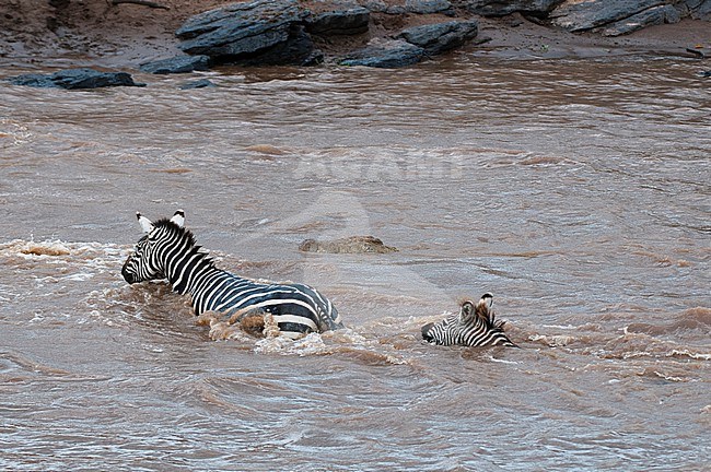 A Nile crocodile, Crocodilus niloticus, stalking plains zebras, Equus quagga, crossing the Mara River. Mara River, Masai Mara National Reserve, Kenya. stock-image by Agami/Sergio Pitamitz,