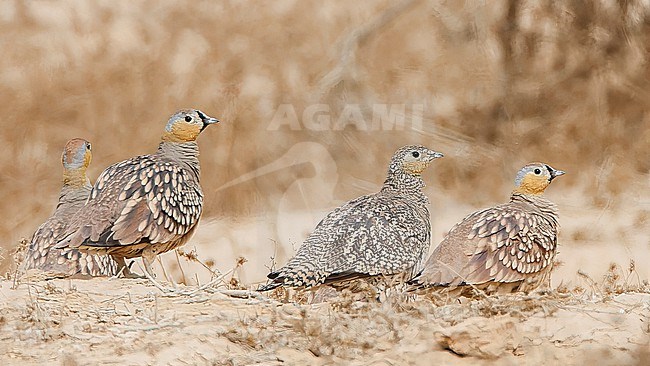 Flock of Crowned Sandgrouse (Pterocles coronatus) in the southern Negev desert, Israel. Males and (possible immmature) female. stock-image by Agami/Marc Guyt,