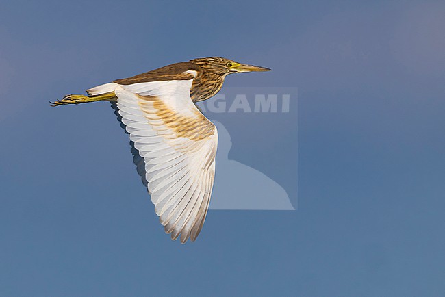 Immature Squacco Heron, Ardeola ralloides, in Italy. stock-image by Agami/Daniele Occhiato,