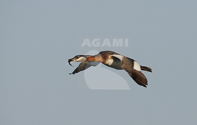 Adult Red-necked Grebe (Podiceps griseigena) in breeding plumage, in flight at Møn in Denmark. Carrying food in its beak. stock-image by Agami/Helge Sorensen,