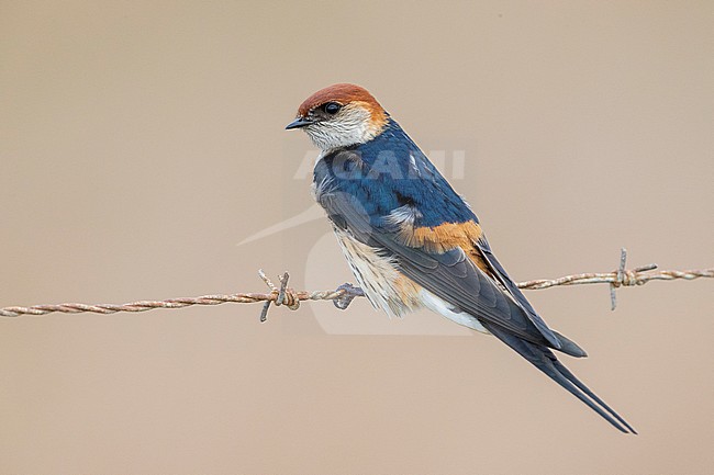 Greater Striped Swallow (Cecropis cucullata), adult perched on a barbed wire, Western Cape, South Africa stock-image by Agami/Saverio Gatto,