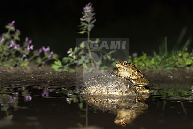Common Toad, Gewone Pad stock-image by Agami/Alain Ghignone,