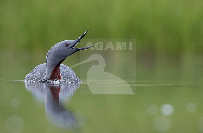 Red-throated Diver (Gavia stellata) Iceland June 2019 stock-image by Agami/Markus Varesvuo,
