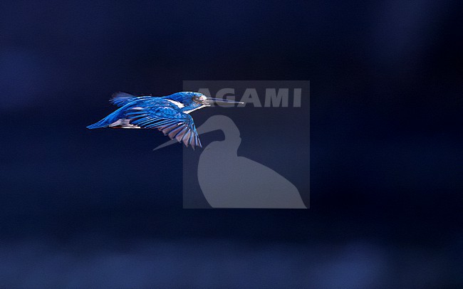 Cerulean Kingfisher (Alcedo coerulescens) in flight. stock-image by Agami/Lennart Verheuvel,