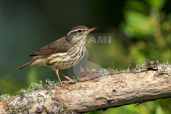 Adult
Galveston Co., TX
April 2023 stock-image by Agami/Brian E Small,