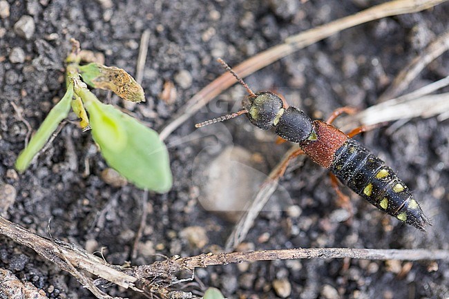 Staphylinus erythropterus, Russia (Baikal), imago stock-image by Agami/Ralph Martin,