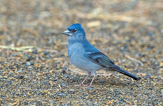 Blue Chaffinch at Merendero De Chio picnic area near Teyde, Tenerife, Canary Islands stock-image by Agami/Vincent Legrand,