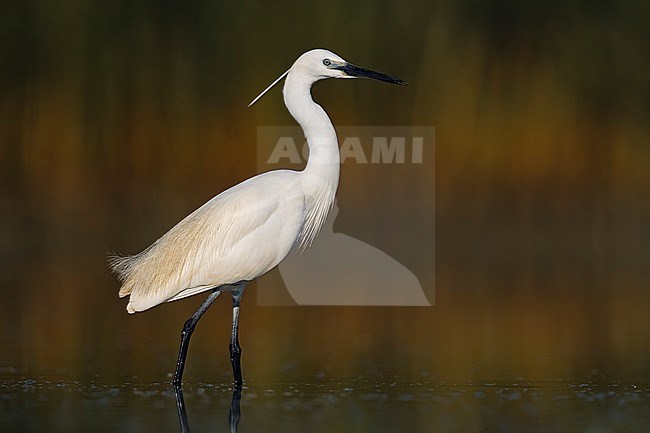 Little Egret (Egretta garzetta) in Italy stock-image by Agami/Daniele Occhiato,