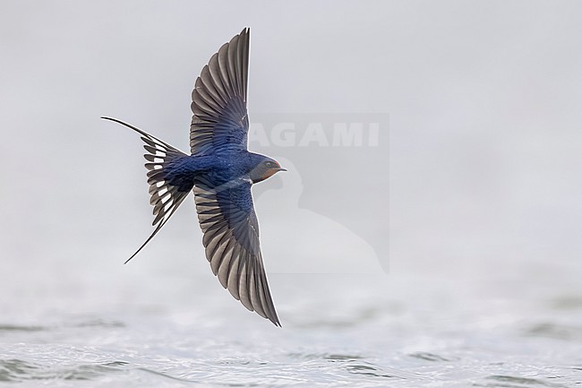 Barn Swallow (Hirundo rustica) in Italy. stock-image by Agami/Daniele Occhiato,