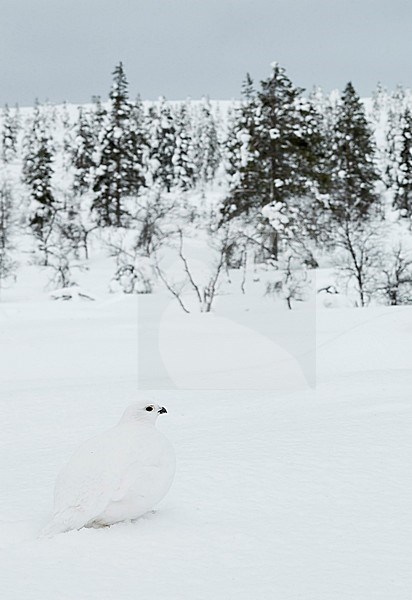 Moerassneeuwhoen in winterkleed, Willow Grouse in winter plumage camouflaged against snow stock-image by Agami/Markus Varesvuo,
