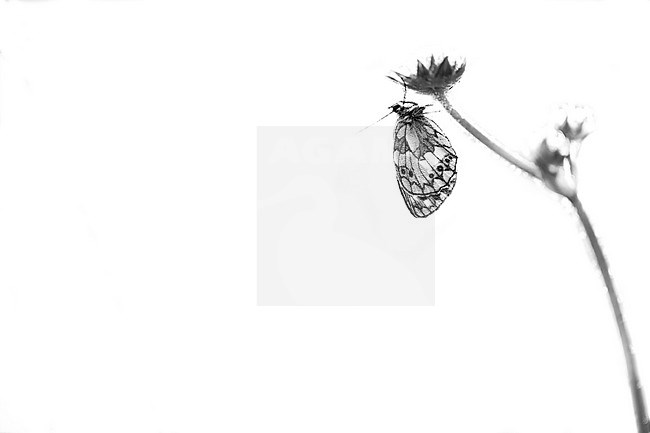 Marbled White, Melanargia galathea stock-image by Agami/Wil Leurs,