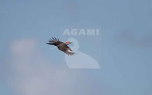 Pileated Woodpecker (Dryocopus pileatus) in flight at Everglades NP, Florida, USA stock-image by Agami/Helge Sorensen,