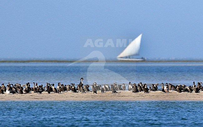 Long-tailed Cormorants (Phalacrocorax africanus) resting on a sand flat at Banc D'Arquin in Mauritania. Sailing boat in background. stock-image by Agami/Jacques van der Neut,