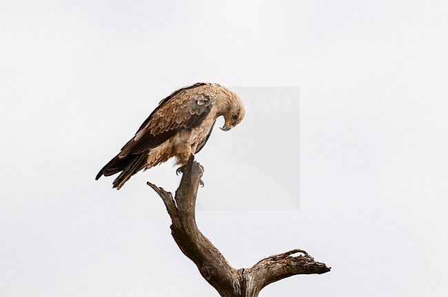 Portrait of a tawny eagle, Aquila rapax, perched on a tree branch. Masai Mara National Reserve, Kenya. stock-image by Agami/Sergio Pitamitz,