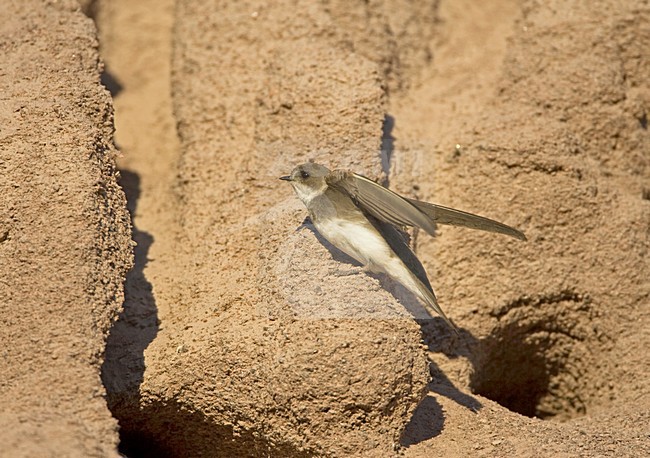 Oeverzwaluw bij nesthol; Sand Martin at nest opening stock-image by Agami/Jari Peltomäki,