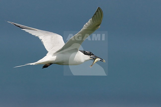 Sandwich Tern flying with fish; Grote Stern vliegend met vis stock-image by Agami/Han Bouwmeester,