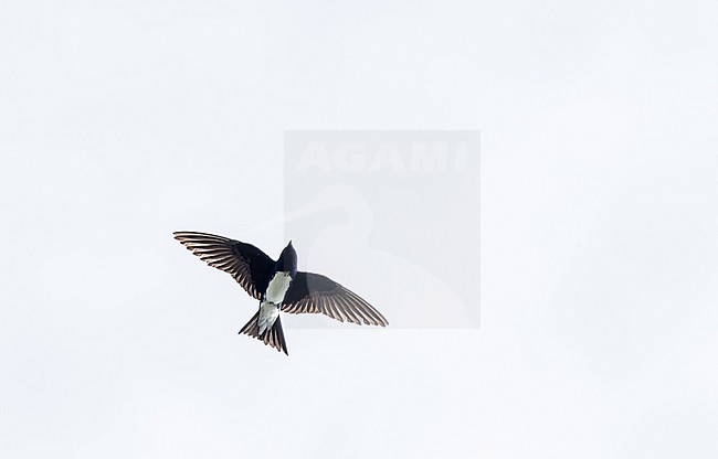 Caribbean Martin (Progne dominicensis) on Puerto Rico. In flight, seen from below. stock-image by Agami/Pete Morris,