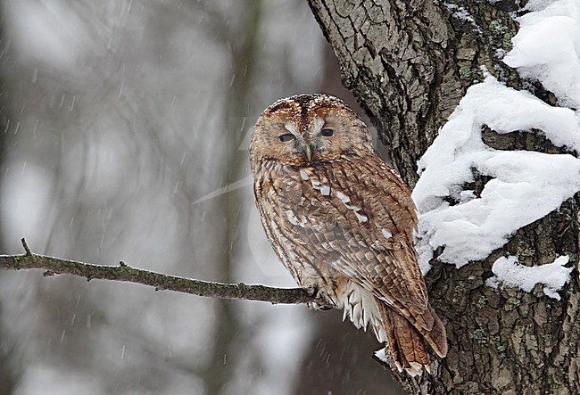 Bosuil; Tawny Owl; Strix aluco stock-image by Agami/Tomi Muukkonen,