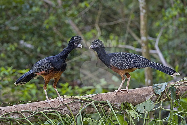 Critically Endangered female Blue-billed curassow (Crax alberti) in Colombia. stock-image by Agami/Pete Morris,