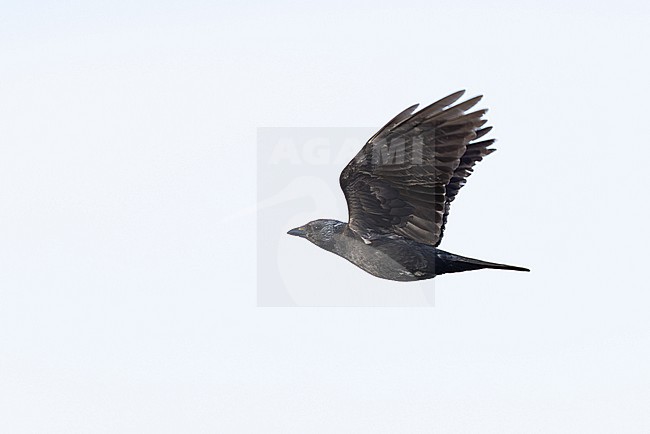 second calendar year or immature daurian jackdaw (coloeus dauuricus) in flight, found near Khalk River in eastern Mongolia in Dornod Aimag stock-image by Agami/Mathias Putze,