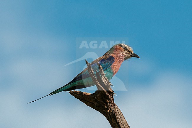 Portrait of a lilac-breasted roller, Caracias caudatus perching on a branch. Khwai Concession Area, Okavango, Botswana. stock-image by Agami/Sergio Pitamitz,