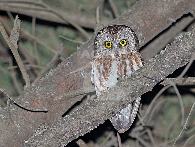 Northern Saw-whet Owl (Aegolius acadicus) in Western Mexico. stock-image by Agami/Pete Morris,