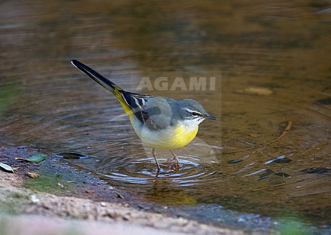 Grey Wagtail perched; Grote Gele Kwikstaart zittend stock-image by Agami/Marc Guyt,