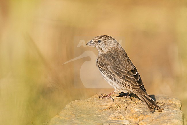 Yemen Serin - Jemengirlitz - Serinus menachensis, Oman stock-image by Agami/Ralph Martin,