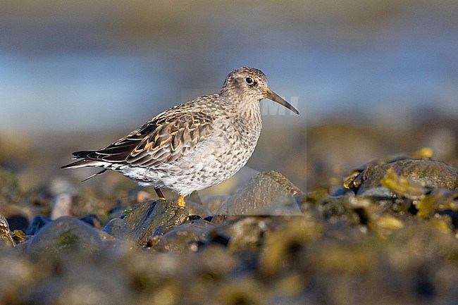 Purple Sandpiper (Calidris maritima), side view of an adult on the shore, Capital Region, Iceland stock-image by Agami/Saverio Gatto,