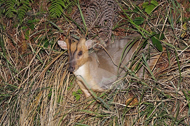 Chinese muntjak, Reeves's muntjac stock-image by Agami/Pete Morris,