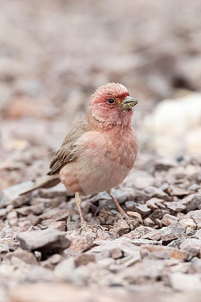 Male Sinai Rosefinch (Carpodacus synoicus) in a desert canyon near Eilat, Israel stock-image by Agami/Marc Guyt,