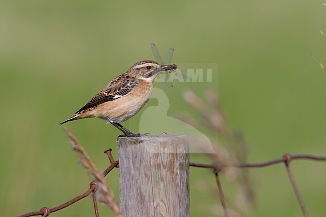 Adult male Whinchat in autumn plumage with Yellow-winged Darter as a prey. stock-image by Agami/Arie Ouwerkerk,