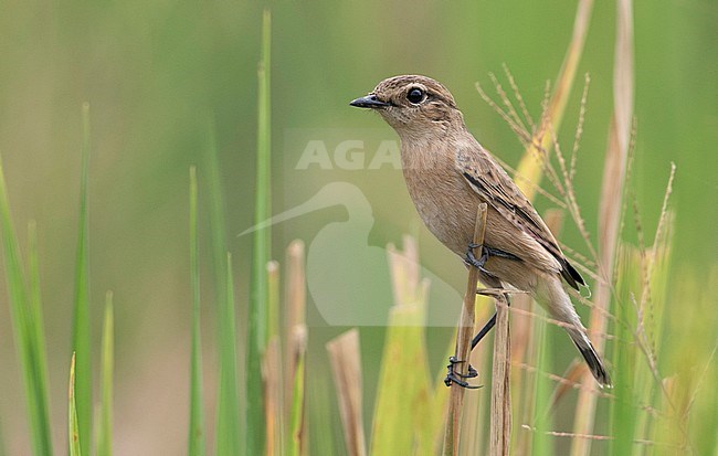 Stejneger's Stonechat (Saxicola stejnegeri) wintering in Doi Inthanon on Northern Thailand. stock-image by Agami/Brian Sullivan,