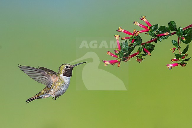 Adult male
Jefferson Co., CO
June 2023 stock-image by Agami/Brian E Small,