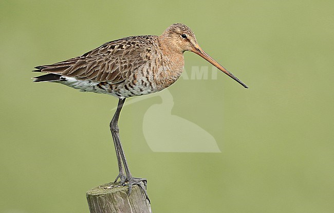 Black-tailed-Godwit (Limosa limosa), adult sitting on a pole in a green meadow, seen from the side. stock-image by Agami/Fred Visscher,