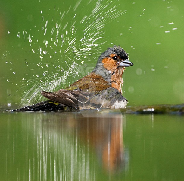 Mannetje Vink badderend bij drinkplaats; Male Common Chaffinch bathing at drinking site stock-image by Agami/Marc Guyt,