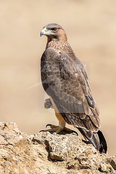 Immature Bonelli's Eagle, Aquila fasciata in Cordoba (Spain). stock-image by Agami/Oscar Díez,