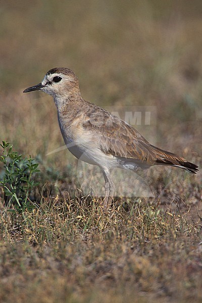 Adult breeding Mountain Plover (Charadrius montanus)
Standing on dry grass field in Weld County, Colorado, United States during summer. stock-image by Agami/Brian E Small,