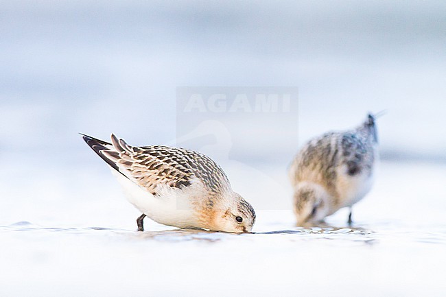 Sanderling, Calidris alba, juvenile two bird foraging in low water stock-image by Agami/Menno van Duijn,