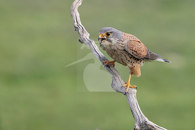 Common Kestrel (Falco tinnunculus) stock-image by Agami/Marcel Burkhardt,