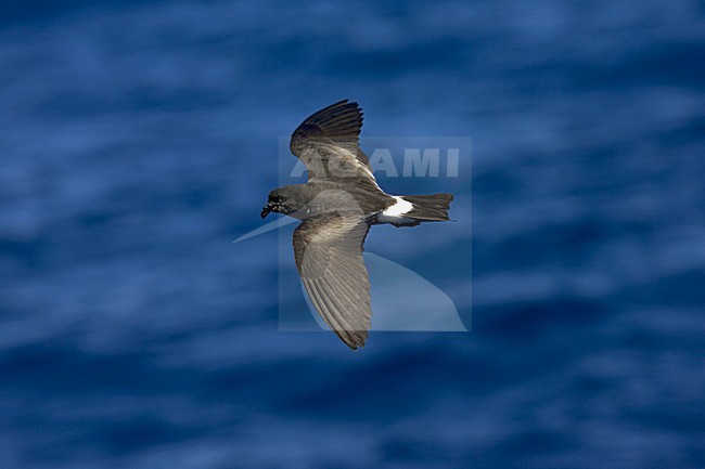 Band-rumped Storm-petrel flying;  Madeirastormvogeltje vliegend stock-image by Agami/Marc Guyt,
