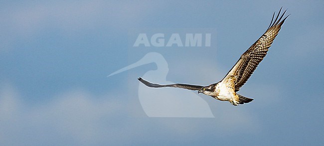 Osprey, Pandion haliaetus, in the Netherlands. stock-image by Agami/Han Bouwmeester,