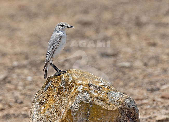 Tractrac Chat, Emarginata tractrac, in Angola. stock-image by Agami/Pete Morris,